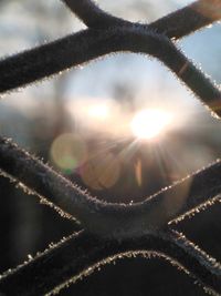 Close-up of plant against sun