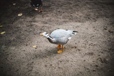 High angle view of duck quacking at zoo