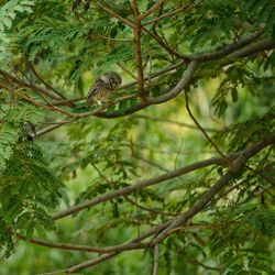 View of a bird on branch