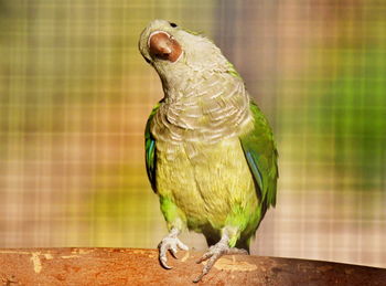 Close-up of parrot perching on table