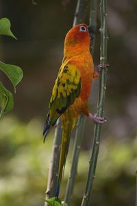 Close-up of parrot perching on branch