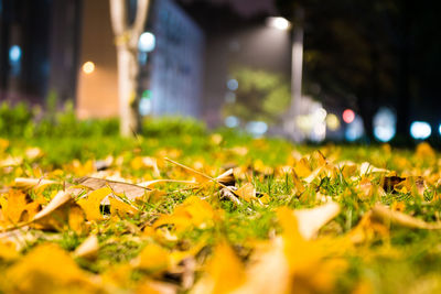 Close up of grass