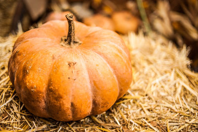 Orange pumpkin sitting in field. pumpkin in the hay. autumn. harvest.