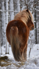 Horse on snow covered field