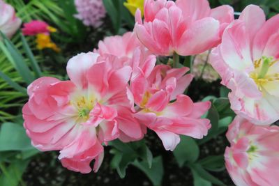 Close-up of pink flowers blooming outdoors