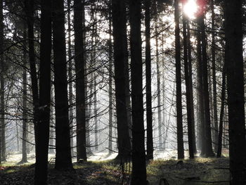 Sunlight streaming through trees in forest