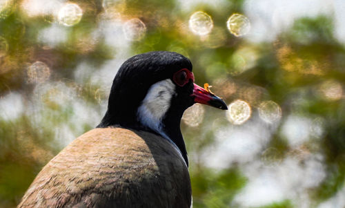 Close-up of black bird