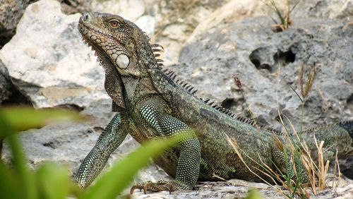 Detaiiled close-up of big lizard dragon dinosaur chameleon resting watchful on ground