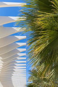 Low angle view of palm tree against blue sky