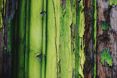 Full frame shot of green tree trunk