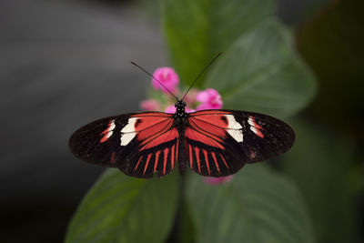 Close-up of butterfly pollinating on purple flower