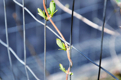 Close-up of vine on metal fence
