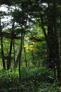 Trees in forest