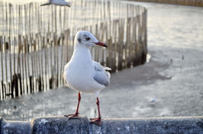 Close-up of seagull perching on wooden post