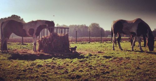 Cows grazing on grassy field