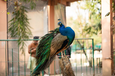 Beautiful peacock. peacock showing its tail, peacock with spread wings in profile.