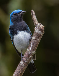 Blue-and-white flycatcher, japanese flycatcher male blue and white color perched on a tree