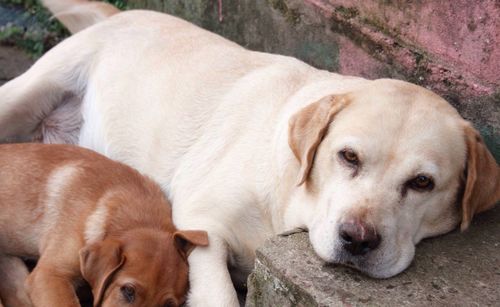 Close-up portrait of dog