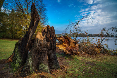 Trees in park against sky