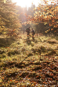 Scenic view of field in forest