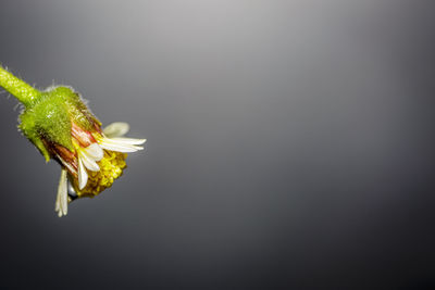 Close-up of plant against black background