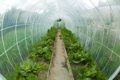 Placing and growing vegetables in greenhouses under solar film, ecological production