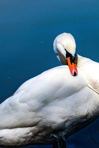 Close-up of swan swimming in lake