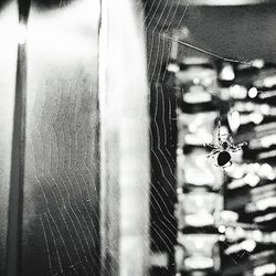 Close-up of spider on web