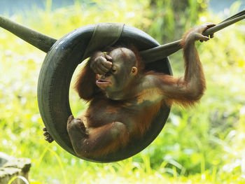 Cute orangutan sitting in wheel outdoors