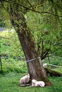 Trees growing in forest