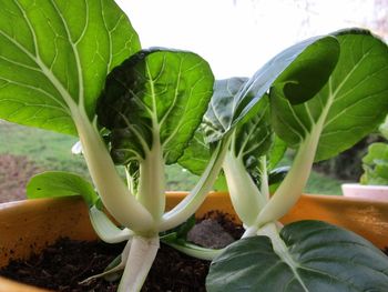 Close-up of fresh green plant