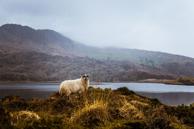 Sheep on lakeshore