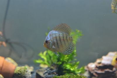 Close-up of fish swimming in sea