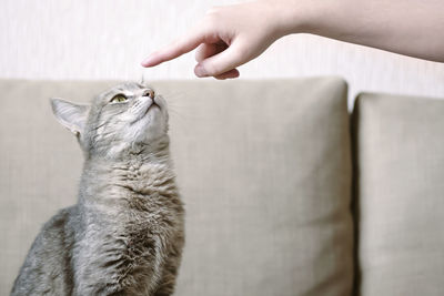 A gray striped cat sits on a beige sofa and sniffs a owner finger. pet and human. cat training.
