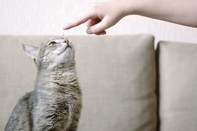 Midsection of person holding cat