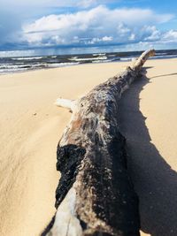 Driftwood on beach