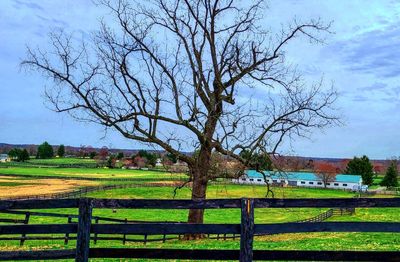 Bare tree on field against sky