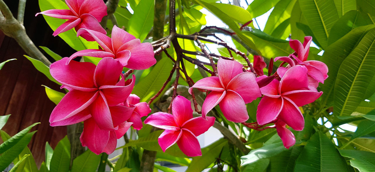 CLOSE-UP OF PINK ROSE PLANT