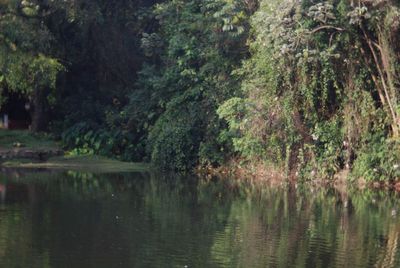 Scenic view of lake in forest