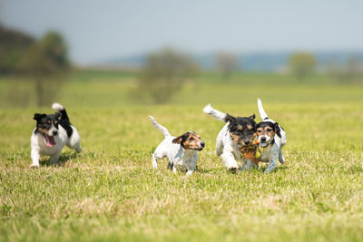 Dogs running on grassy field