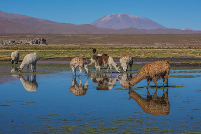 Llamas grazing by lake against mountains