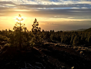 Silhouette of trees at sunset