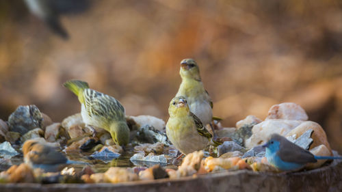 Close-up of birds feeding