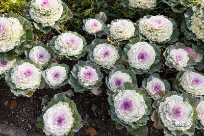 Full frame shot of cactus