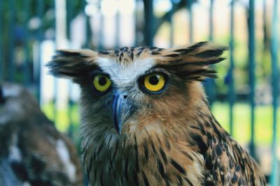 Close-up portrait of owl