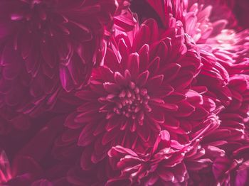 Close-up of pink dahlia