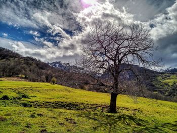 Bare tree on field against sky