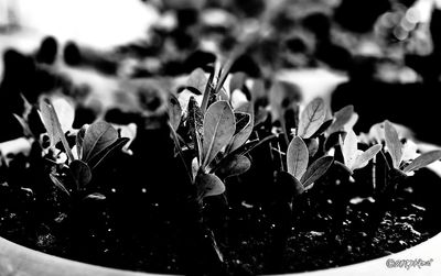 Close-up of water drops on plant