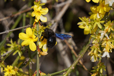 Close-up of bee pollinating on yellow flower