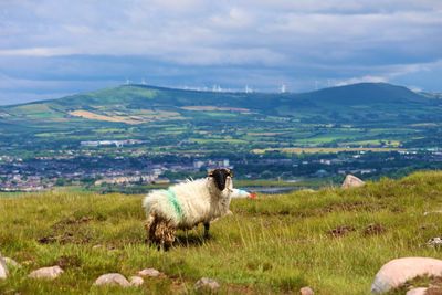 Sheep grazing on field against sky